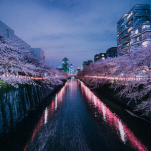 Cherry Blossom