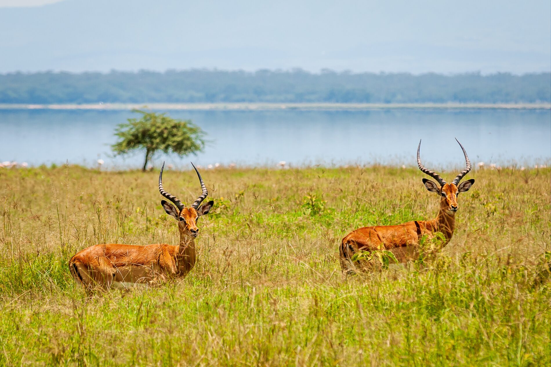 Closeup shot of two antelopes in the greenery with a lake on the background