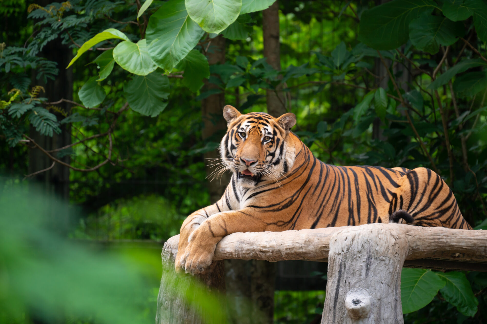 bengal tiger lying down