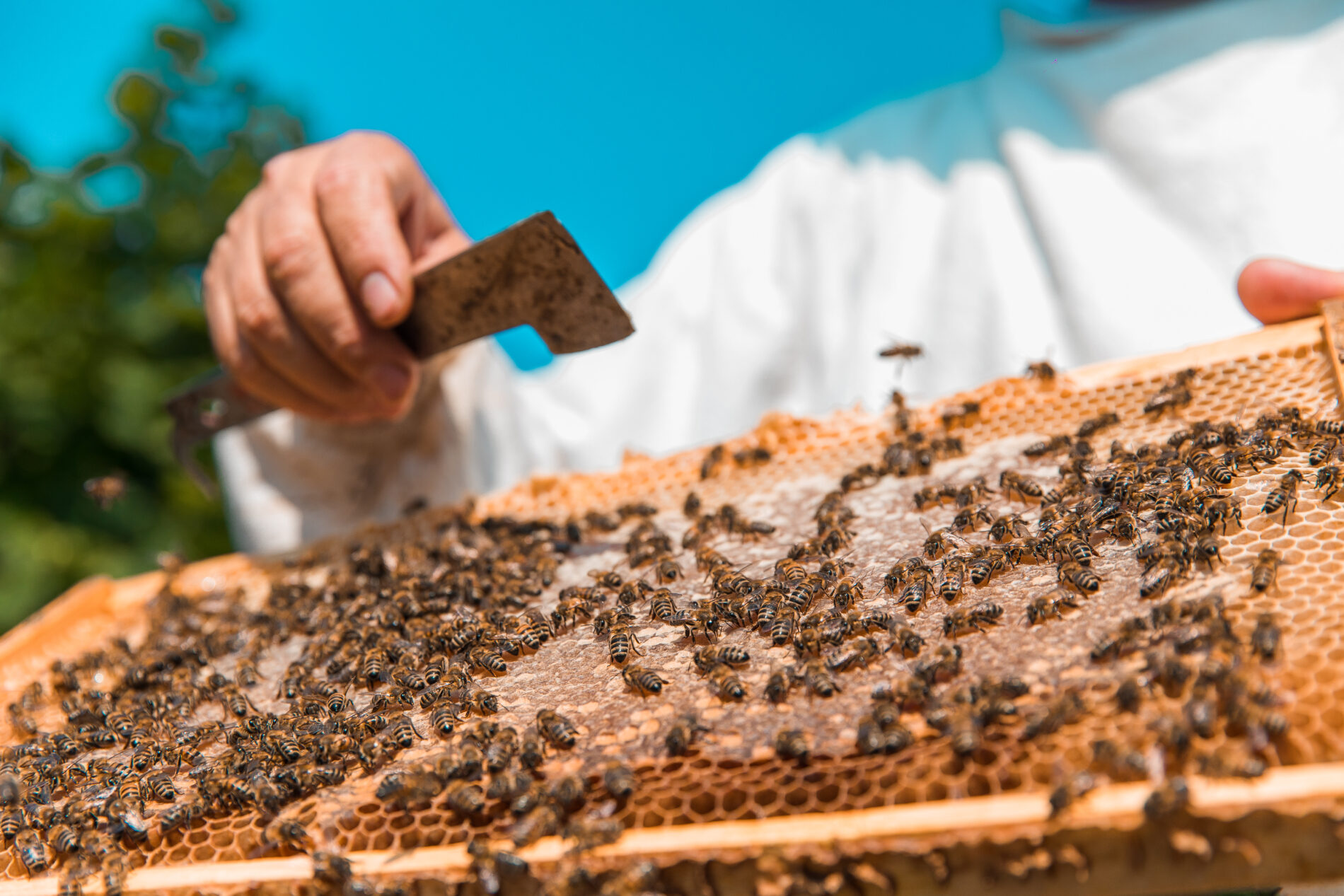 Honey bees on a wooden bee hive