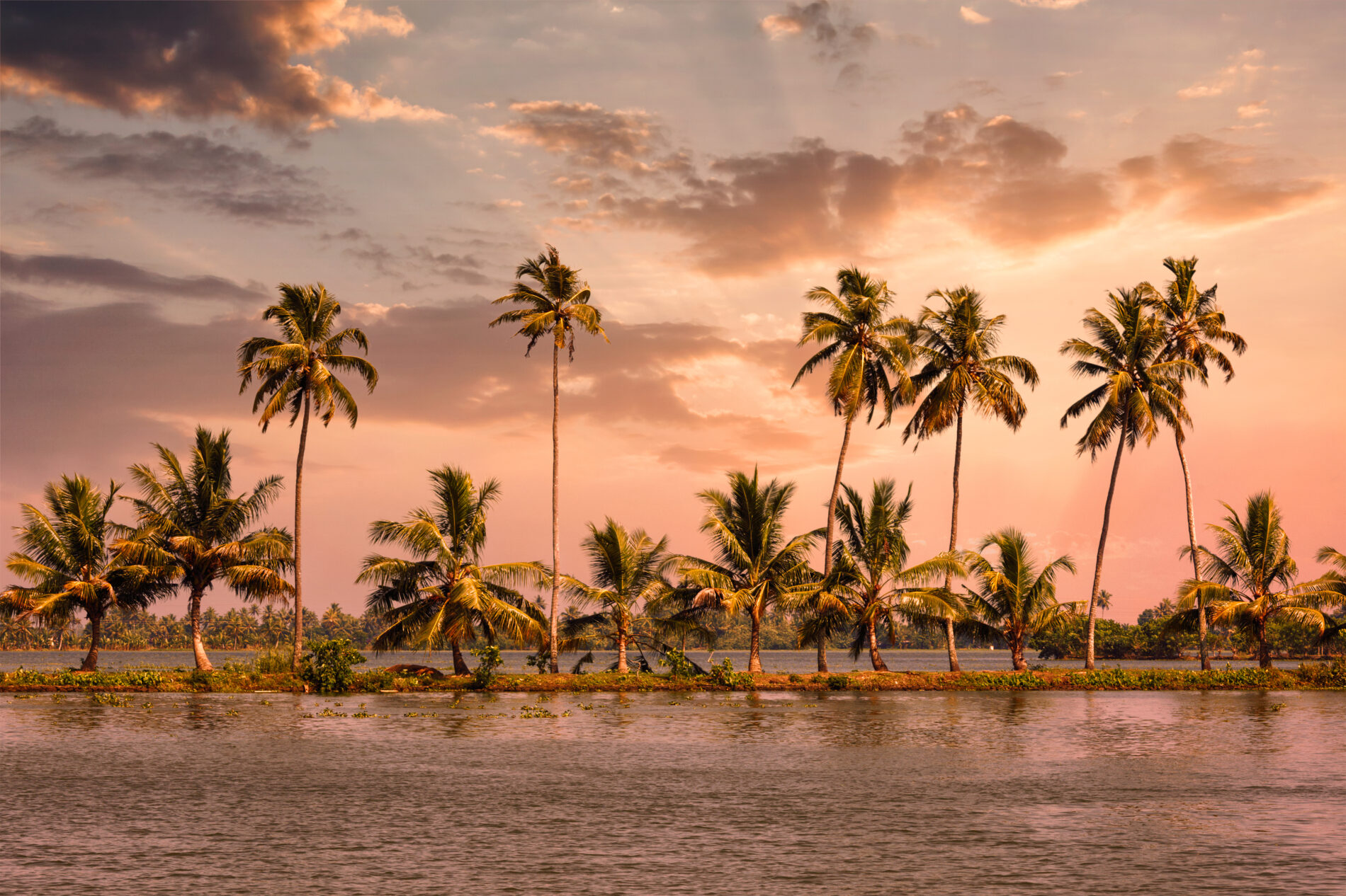 Kerala backwaters with palms on sunset