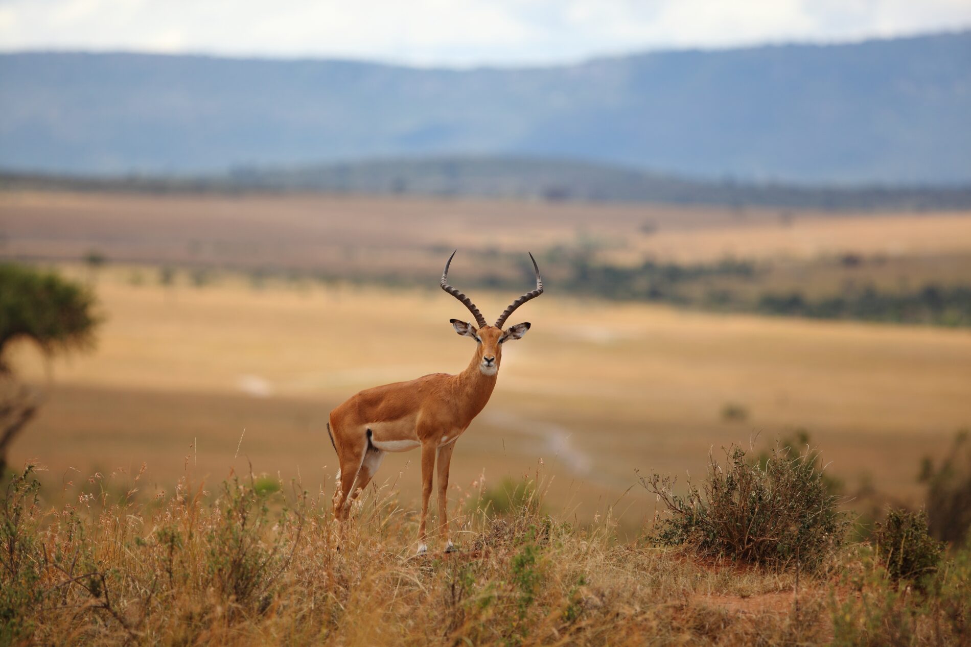 Beautiful deer on a grass covered hill with the blurred jungle in the background