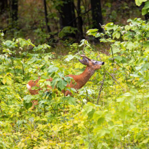 Deer in a forest in Moldova