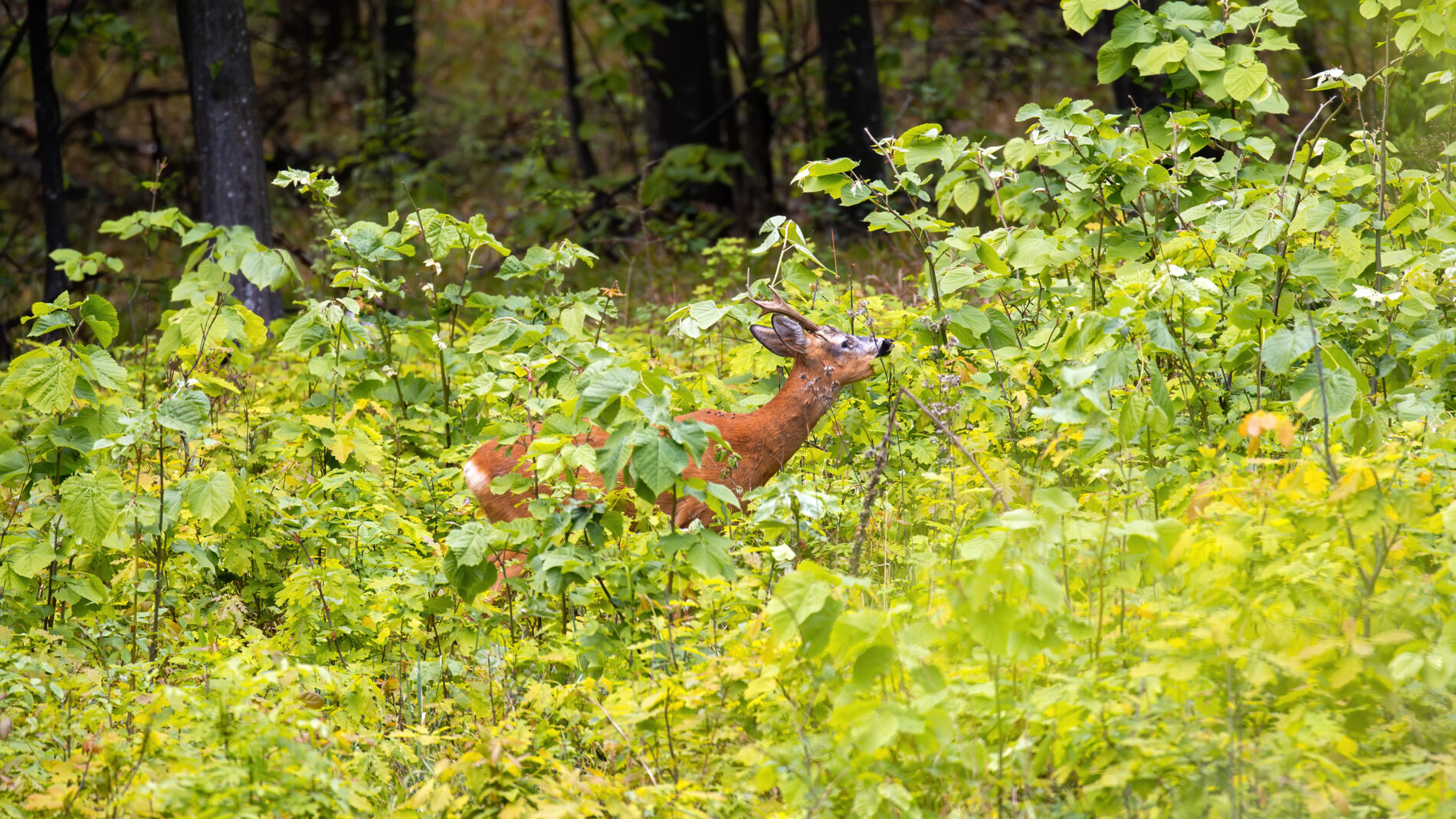 Deer in a forest in Moldova