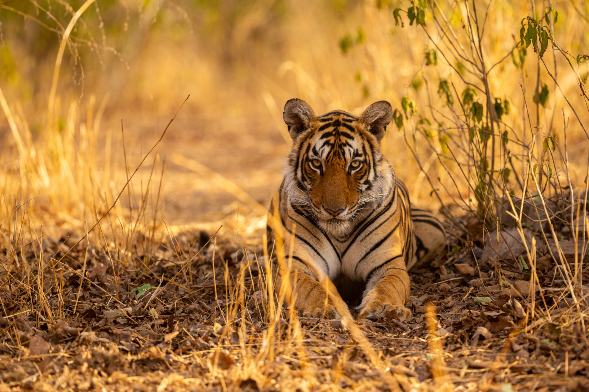 Amazing tiger in the nature habitat. Tiger pose during the golde