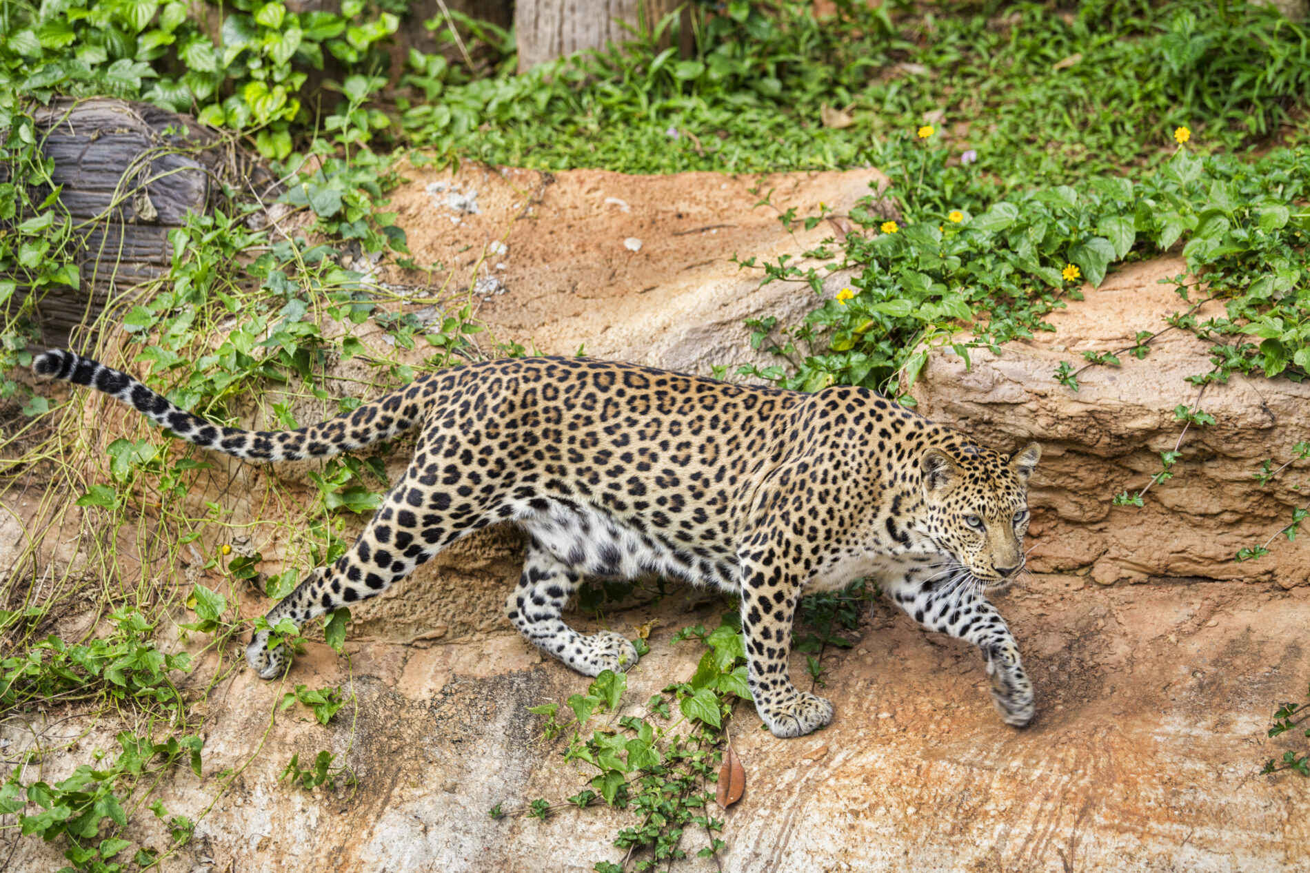 leopard