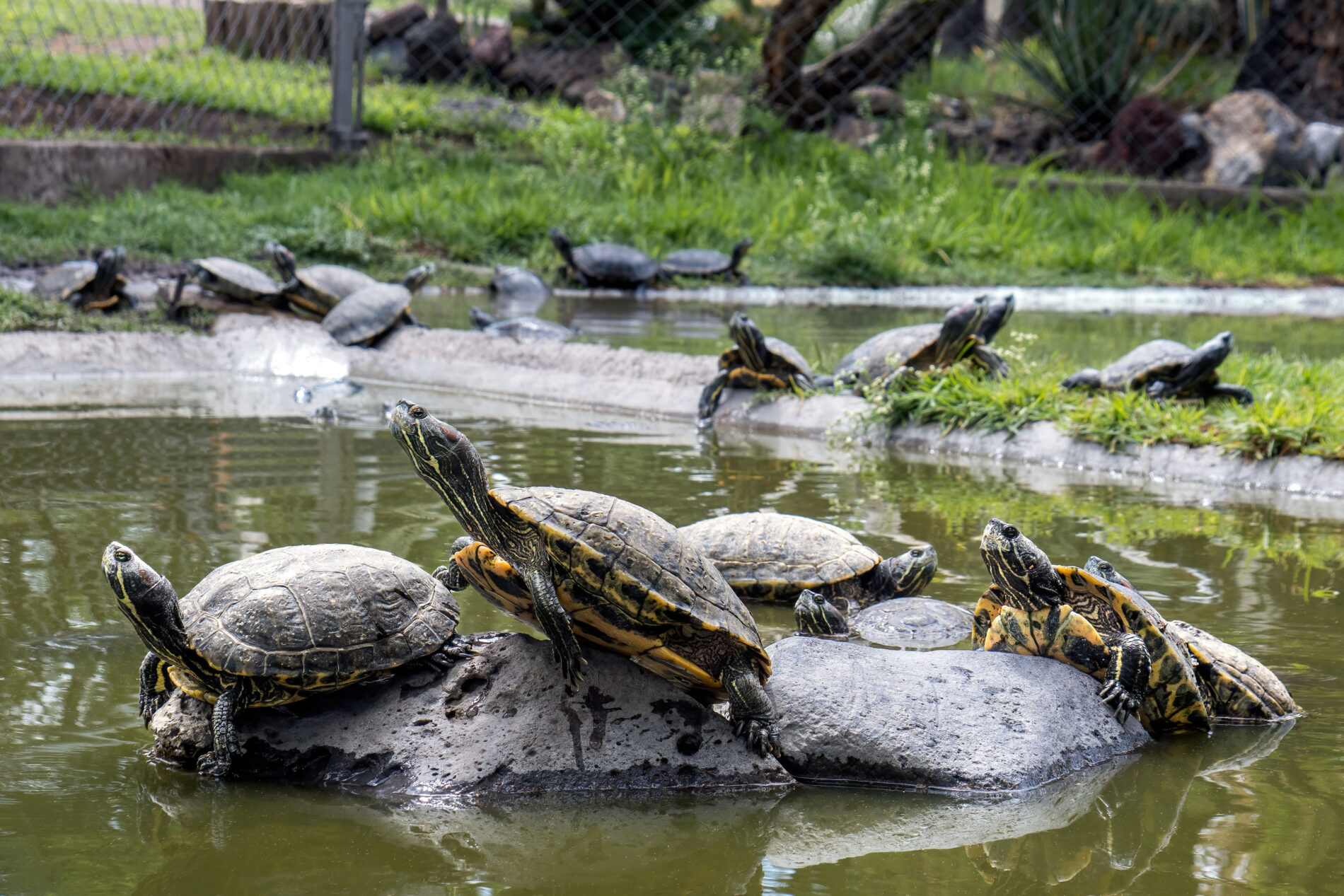 Trachemys Scripta Elegans A Journey through Aquatic Realms