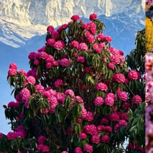 leh ladakh feature