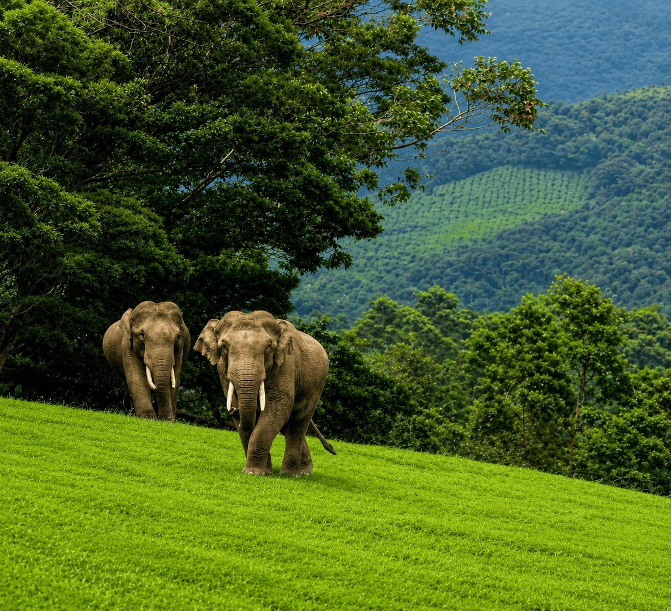 Kerala 4